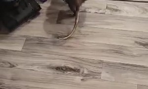 Rescued Possum Adopts Orphan Babies and Goes for Stroll