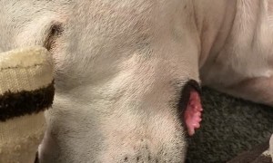 Dog Sleeps and Snores Like in the Cartoons