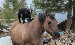 Horse Helps Goat Get Some Height