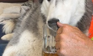 Dakota Enjoying a Cold One
