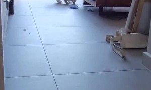 Feline Plays Fetch