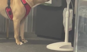 Puppy Learns the Hard Way About Fans