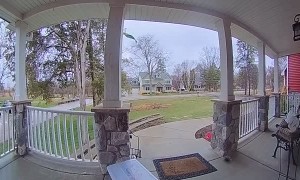 Squirrel Rings Doorbell
