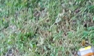 Stuck Pup Gets Pulled Up