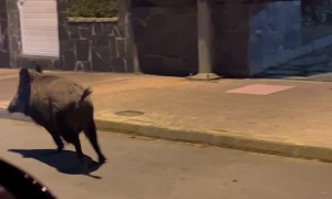 Wild Boars Spotted in Neighborhood