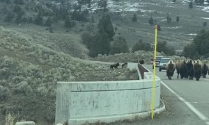 Bison Crossing the Lamar River Bridge
