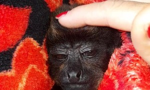 Tucking in a Rescued Baby Monkey