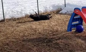 Fainting Goat Gets Spooked by Jolly Ball