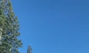 Tree Narrowly Misses Vehicle Falling Behind it