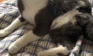 Cat Experiencing Phantom Limb From Removed Appendage