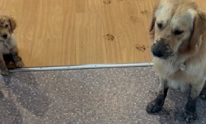 Having Two Young Golden Retrievers Can be a Full Time Job