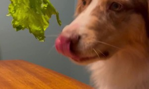 Cooper the Australian Shepherd Doesn't Like Salad