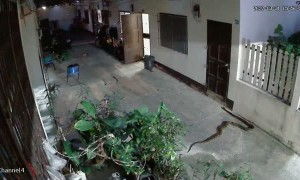 Giant Python Slithers Next to Wall and Back into Bush