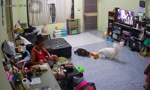 Booped Box Makes Cat Bounce