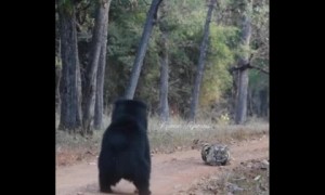 Sloth bear establishes dominance over tiger youngster