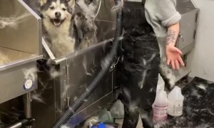 Shedding Husky Fills Room with Hair