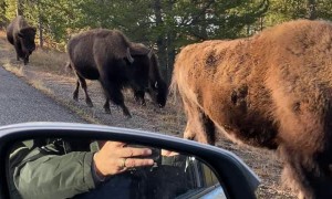 Bison Jam in Yellowstone National Park