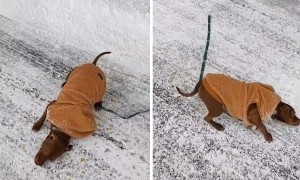 Quirky dog hilariously rubs his face in the snow  