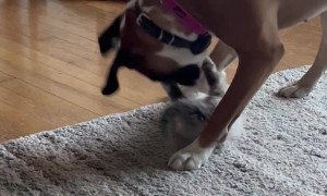 Boxer Plays with Cute Kitten
