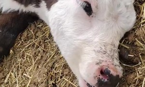 Tugging on Cow's Tongue