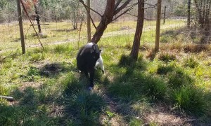 Goat Tangles with Tetherball