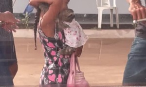 Little Girl Carries Sloth