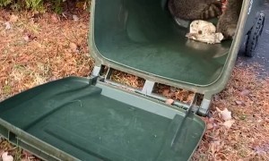 Rescuing Raccoons From the Recycling Bin
