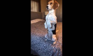 Pup Perfects Upright Pose