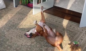 Pup Pretends to Pedal With Mom