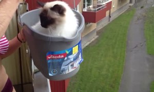 Cat Rides Bucket Elevator