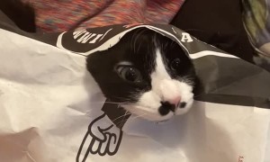 Cat Pokes Out of Paper Bag