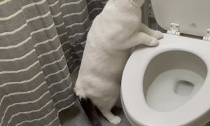 Cat Passes Time by Flushing Toilet