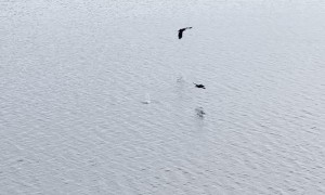 Duckling Evades Eagles Hunting on Lake