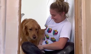 Building a Bedroom for the Dog Under the Stairs