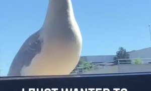 Seagull Can't Catch a Break