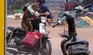 Woman Dresses Dog to Protect It From Rain