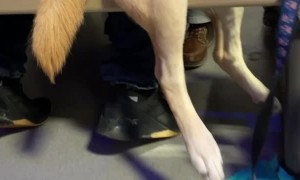 Dog Sits Up at Table to be Closer to His Humans