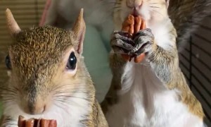 Adorable Snacking Squirrel Siblings