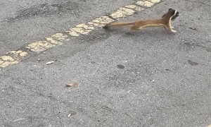 Mouse Jumping Sporadically Taken Away by Tiny Predator