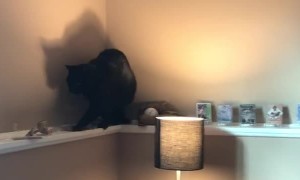 Be as Nimble as Midnight the Cat