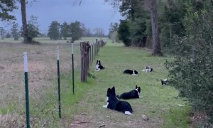 Obedient Dogs Don't Chase Hogs