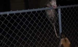 Don't move to Texas. We have murder rats!