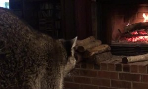 Biscuits the Raccoon Tries Spicy Cheez-It's and Loves Them