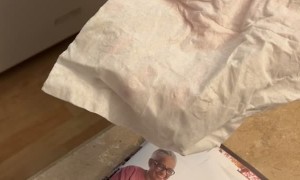 Umm, Where did the Spider Go?