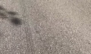 Saving a Cottonmouth Snake Using a Stick