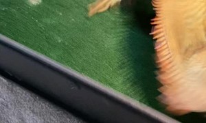 Feisty Iguana Fights Stuffed Animal