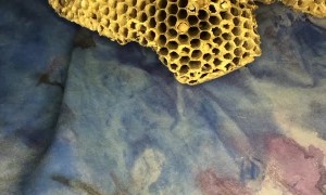 Artist Showcases Process of Making Wasp Nest Paper