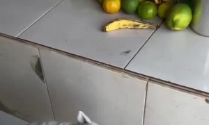 Kitten Takes Over Dog's Food Bowl