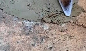 Little Pup Plays in Wet Concrete