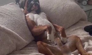 Boxer Enjoying Afternoon Nap Upright in Bed